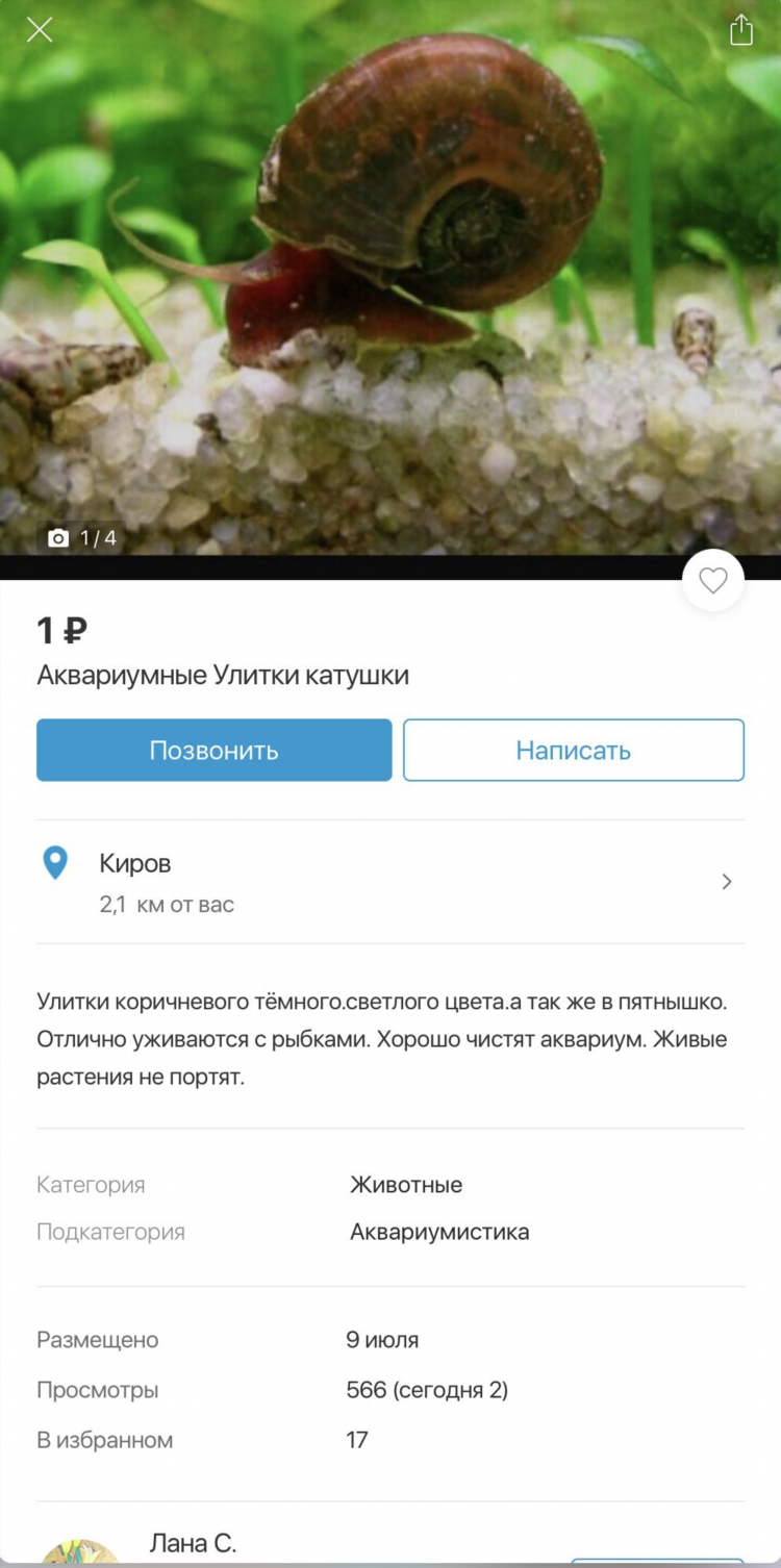 Авито сураж животные объявления