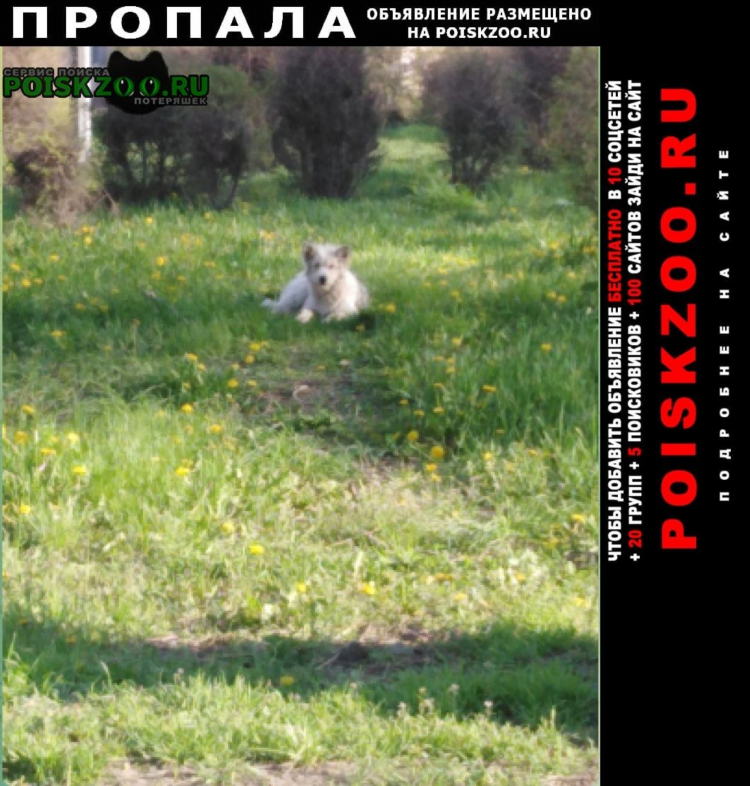 Доска объявлений луга бесплатные объявления
