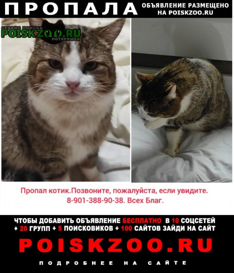 Доска объявлений подслушано в кошках