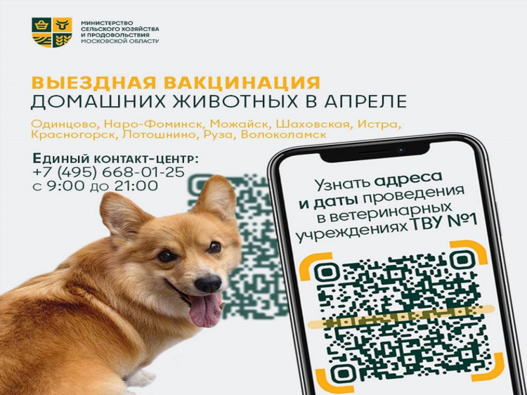 Как написать объявление о пропаже животного