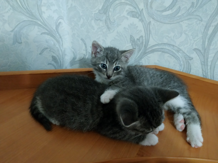 Как написать объявление про кота