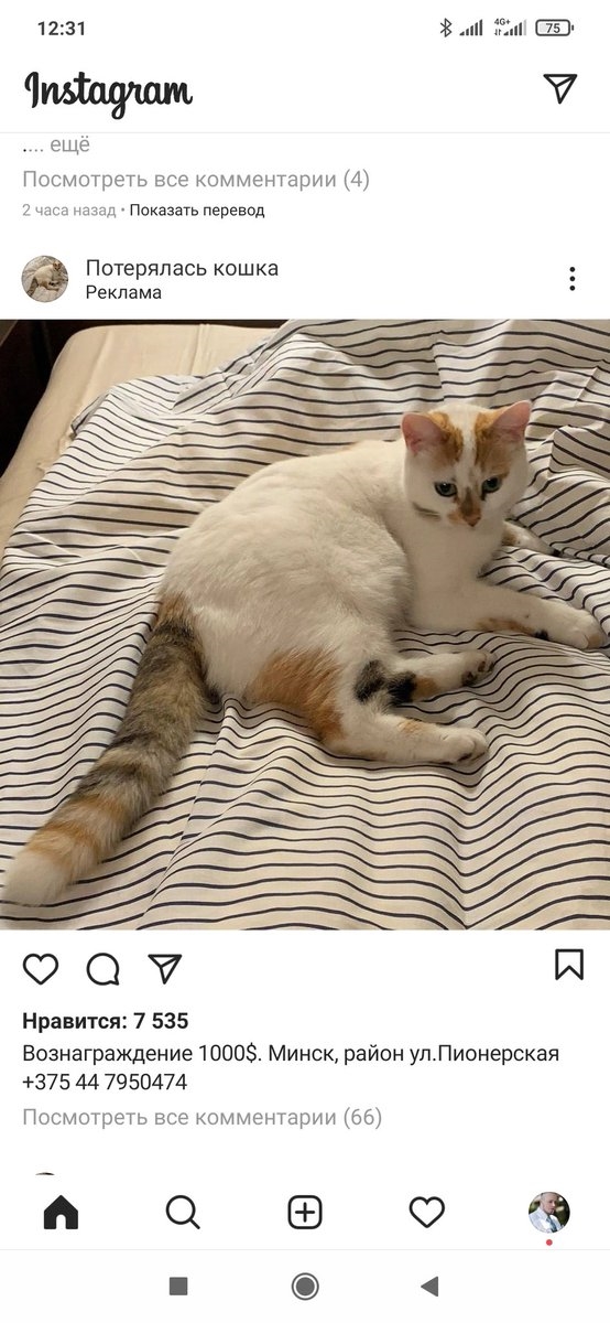 Кошка потерялась объявление