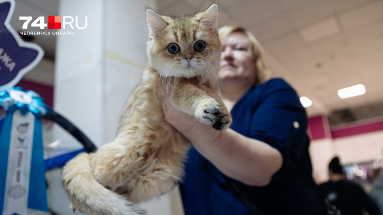 Котята чусовой авито свежие объявления