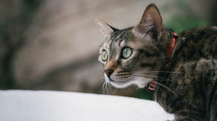 Котята в орле свежие объявления