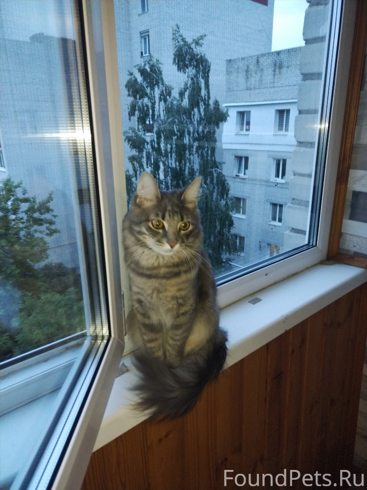 Нашелся кот объявление
