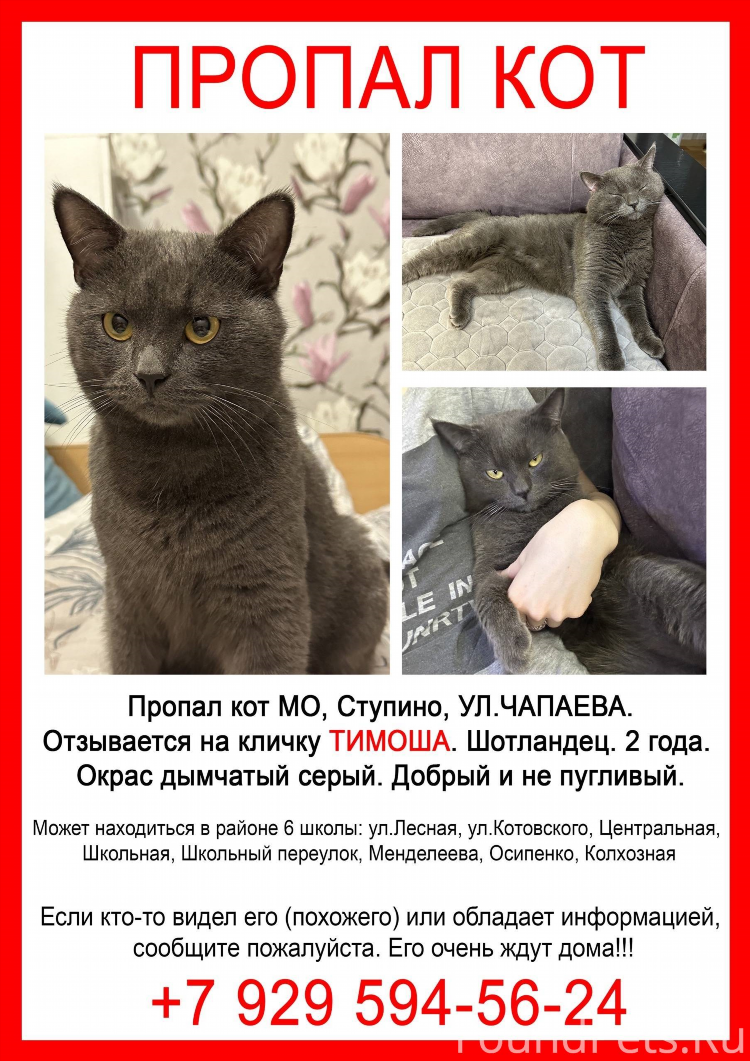 Объявление пропал кот