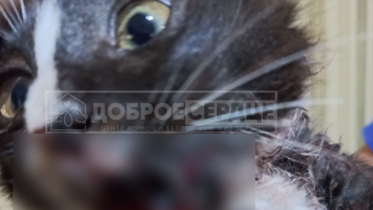 Объявления холмск животных
