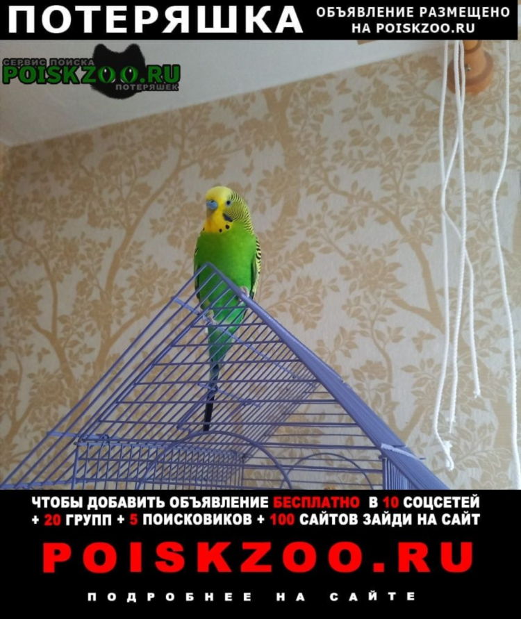 Пропал попугай объявление